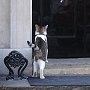 Larry the cat with policeman at door of No 10 Downing Street