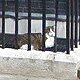 Larry the Downing Street cat captured by Google Street View, June 2012