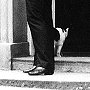 Wilberforce the cat entering Downing Street