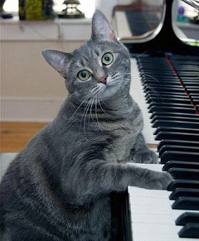 Nora, the piano cat from New Jersey