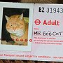 The Oyster card given to Mr Bob Cat by Transport for London