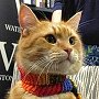 Street Cat Bob at the Waterstones book signing, March 2012
