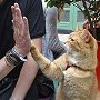 Street Cat Bob high-fiving with James