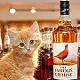 Barley the distillery cat at the Famous Grouse Experience, Scotland
