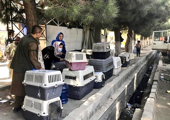 A few of the Nowzad animals and staff waiting to enter Kabul airport, August 2021