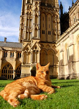 Louis, the cat at Wells Cathedral, Somerset