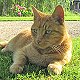 Louis the cathedral cat in the grounds of the Bishop's Palace, Wells, Somerset