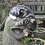 Pangur the cat, of Wells, Somerset