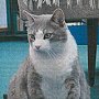 Willie, late library cat of Te Kuiti District Library, New Zealand