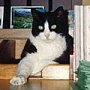 Henry, late library cat of MG Lay Library, ARRB Research Group, Vermont South, Victoria, Australia