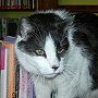 Misiaczek, library cat at Lodz Public Library, Poland, until 2011