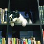 Kubus, library cat at Tychy, Poland