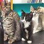 Carmen's kittens, Asotin County Library, Clarkston, Washington State