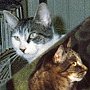 Library cats Dewey and Kitty - Cazenovia Public Library, Madison County, New York state