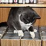 Library cat Page - Cazenovia Public Library, Madison County, New York state