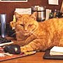 Library cat Pudders, late of Everett Free Library, Everett, Pennsylvania