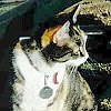 Katy the cat went missing in 2002 - Fort Smith Trolley Museum, AR