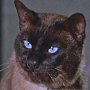 D.C. the cat in That Darn Cat, 1965