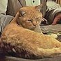 True Grit, 1968 - Rooster Cogburn's cat, General Sterling Price