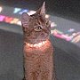 Jake, The Cat from Outer Space, 1978