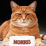 Morris the cat, famous for advertising 9-Lives
