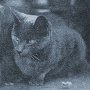 Mack Sennett cat Pepper of the Keystone Studios