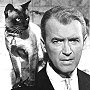 James Stewart with Pyewacket the cat, played by Houdini - Bell Book and Candle, 1958