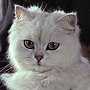 Solomon the cat, who appeared in several James Bond films