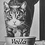 Scamper the cat advertising Voila cat food