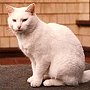 The hotel's first white cat, Mrs Bigelow, 1978-89 - Stonehurst Manor, North Conway, NH