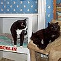 Cats of the Historic Anderson House, Wabasha, MN