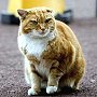 Olly the cat, formerly of Manchester Airport