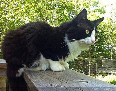 Tuxedo Stan of the Tuxedo Party, Halifax, Nova Scotia, campaigning for cat issues