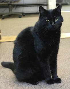 Eco, police cat at Hamilton, Massachusetts from 1998 to 2009