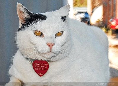 Police cat Pringles, late of the Newberry County Sheriff's Office, Newberry, South Carolina