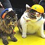 Kotora and Bus, stationmaster cats from Japan, 2009