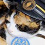 Tama the stationmaster cat in her office, Kishi station, 2008
