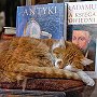 Dante, bookshop cat at Wroclaw, Poland