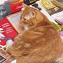 Rudolf, bookshop cat from Warsaw, Poland