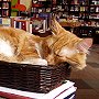 Bookstore cat Rudolf, of Warsaw, Poland