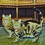 Theatre cats Jack and Cleo, of the new Globe Theatre, London