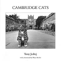 Cambridge Cats, by Tony Jedrej