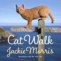 Cat Walk, by Jackie Morris