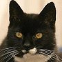 Mischief of Cornwall, in 2008 thought to be the oldest cat in the UK