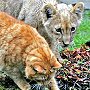 Arnie the cat with lion cub, Linton Zoo