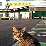 Brutus the cat at Morrisons supermarket, Saltney, near Chester