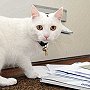Snowball the cat from Peterborough, 2012