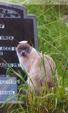 Siamese cat in churchyard
