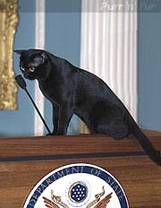 Colin the cat on the podium at the Department of State, Apr 2004