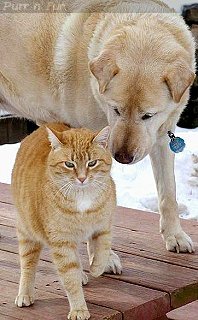 Libby the cat with Cashew the dog